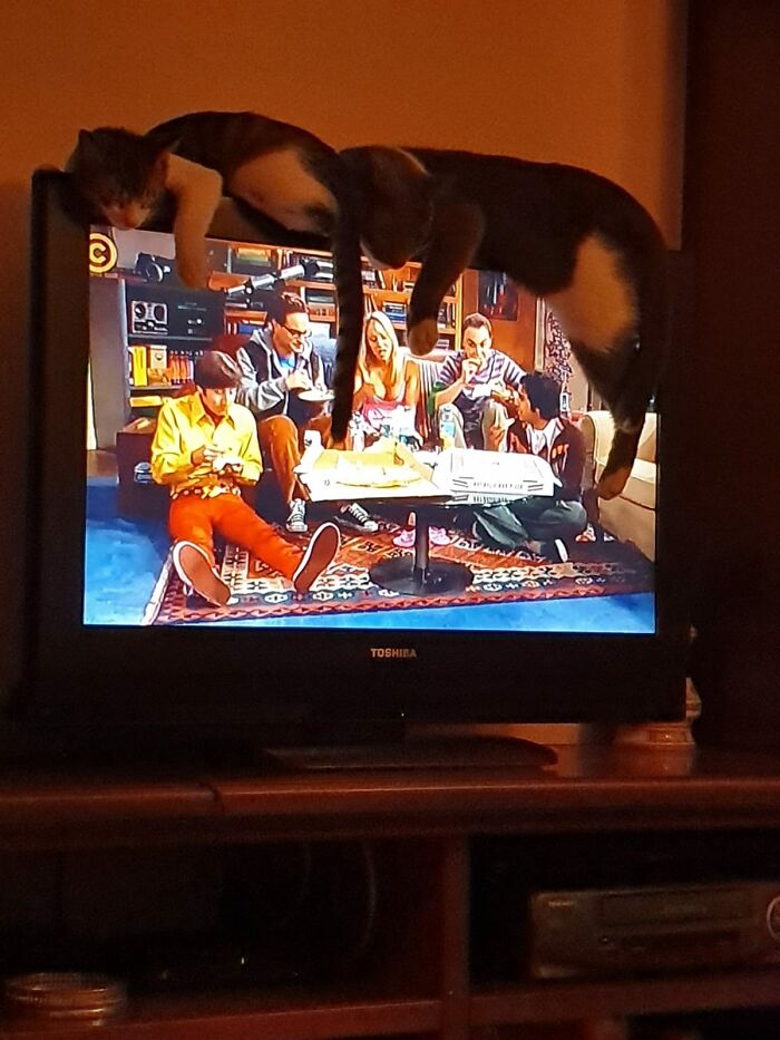 Hey Pandas, Post The Cutest Photo Of Your Cat (Closed) Hey Pandas, Post The Cutest Photo Of Your Cat (Closed)