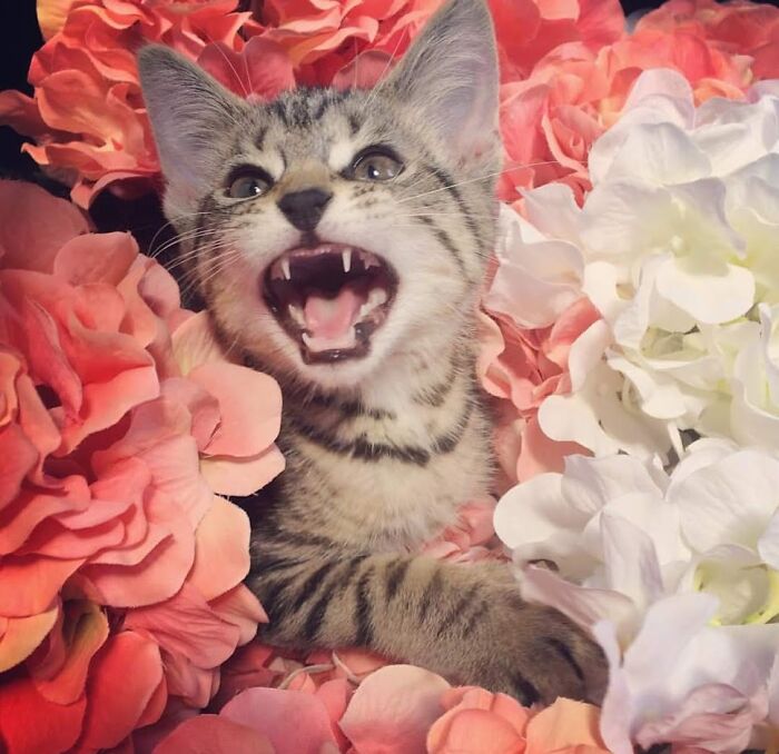 Hey Pandas, Post The Cutest Photo Of Your Cat (Closed) Hey Pandas, Post The Cutest Photo Of Your Cat (Closed)