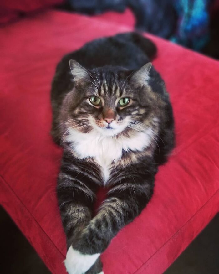 Hey Pandas, Post The Cutest Photo Of Your Cat (Closed) Hey Pandas, Post The Cutest Photo Of Your Cat (Closed)