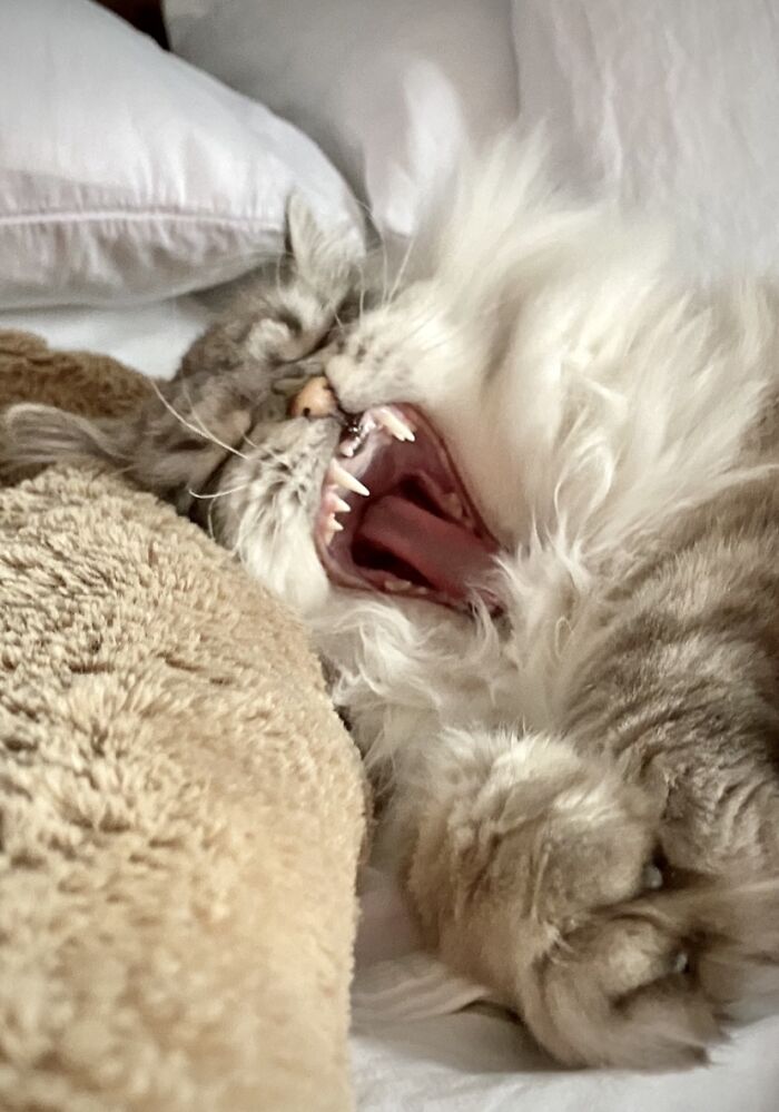 Hey Pandas, Post The Cutest Photo Of Your Cat (Closed) Hey Pandas, Post The Cutest Photo Of Your Cat (Closed)