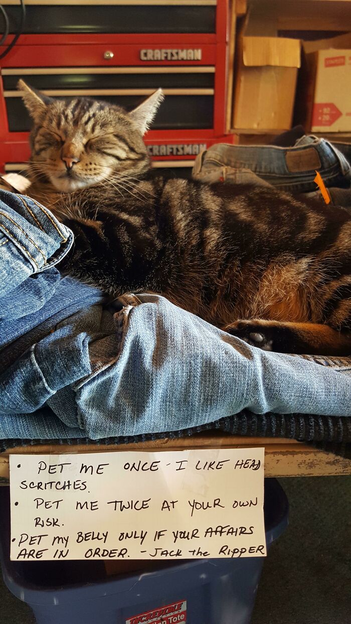 34 Times Cats Acted So Audacious That Their Owners Put Up A Sign To Warn Others About Their Ways 34 Times Cats Acted So Audacious That Their Owners Put Up A Sign To Warn Others About Their Ways