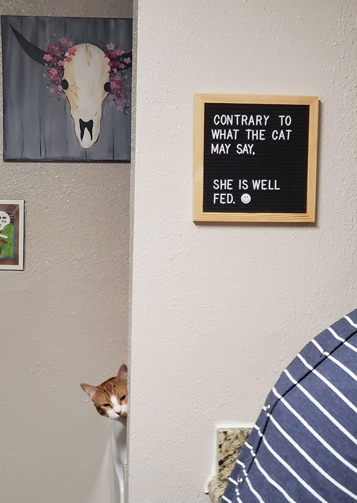 34 Times Cats Acted So Audacious That Their Owners Put Up A Sign To Warn Others About Their Ways 34 Times Cats Acted So Audacious That Their Owners Put Up A Sign To Warn Others About Their Ways