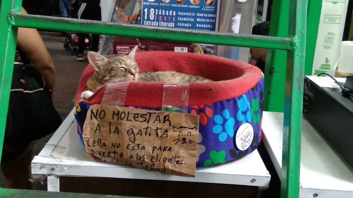34 Times Cats Acted So Audacious That Their Owners Put Up A Sign To Warn Others About Their Ways 34 Times Cats Acted So Audacious That Their Owners Put Up A Sign To Warn Others About Their Ways