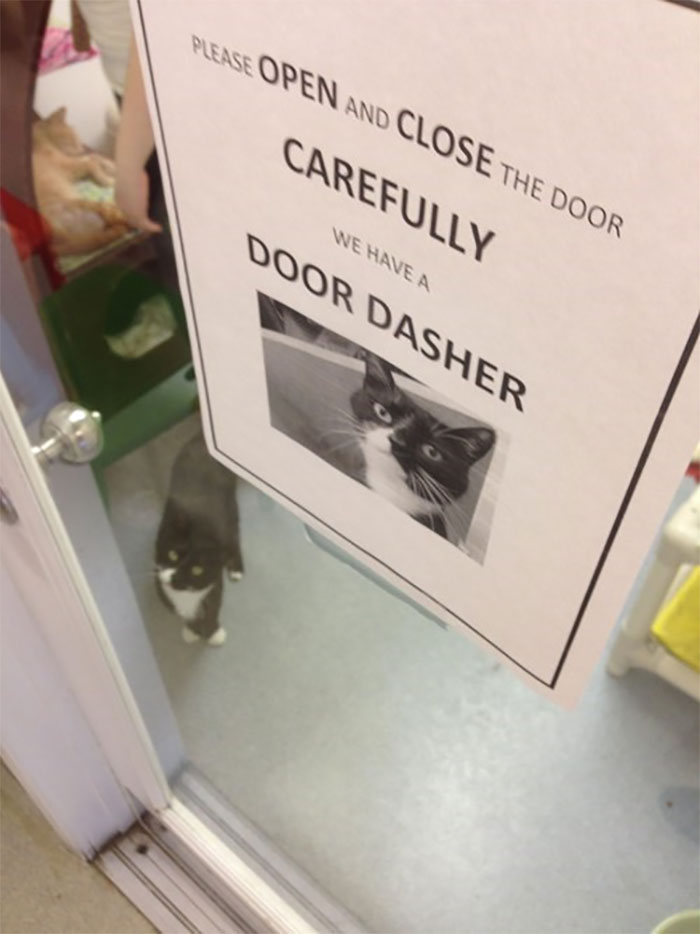 34 Times Cats Acted So Audacious That Their Owners Put Up A Sign To Warn Others About Their Ways 34 Times Cats Acted So Audacious That Their Owners Put Up A Sign To Warn Others About Their Ways