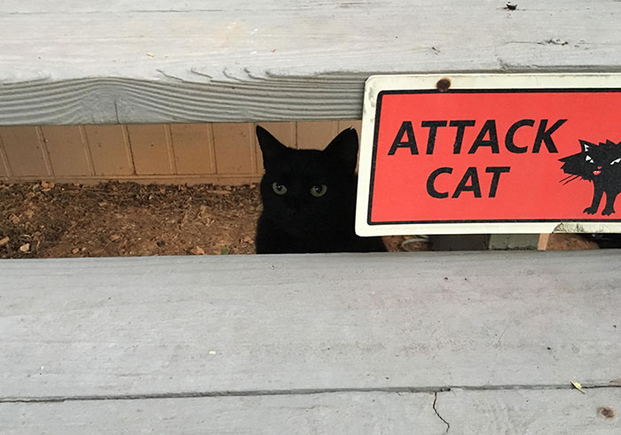 34 Times Cats Acted So Audacious That Their Owners Put Up A Sign To Warn Others About Their Ways 34 Times Cats Acted So Audacious That Their Owners Put Up A Sign To Warn Others About Their Ways