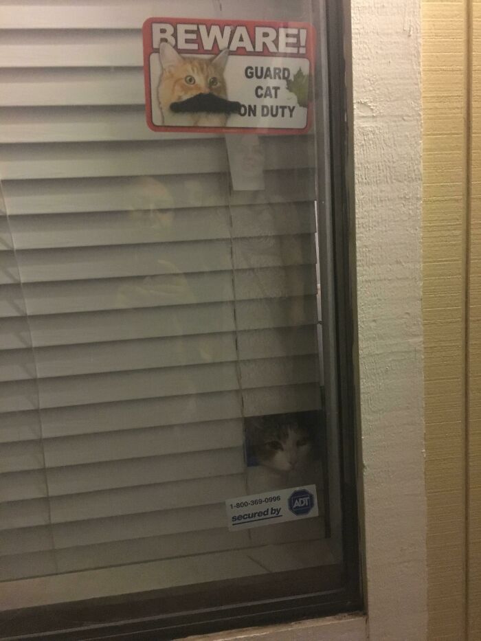 34 Times Cats Acted So Audacious That Their Owners Put Up A Sign To Warn Others About Their Ways 34 Times Cats Acted So Audacious That Their Owners Put Up A Sign To Warn Others About Their Ways