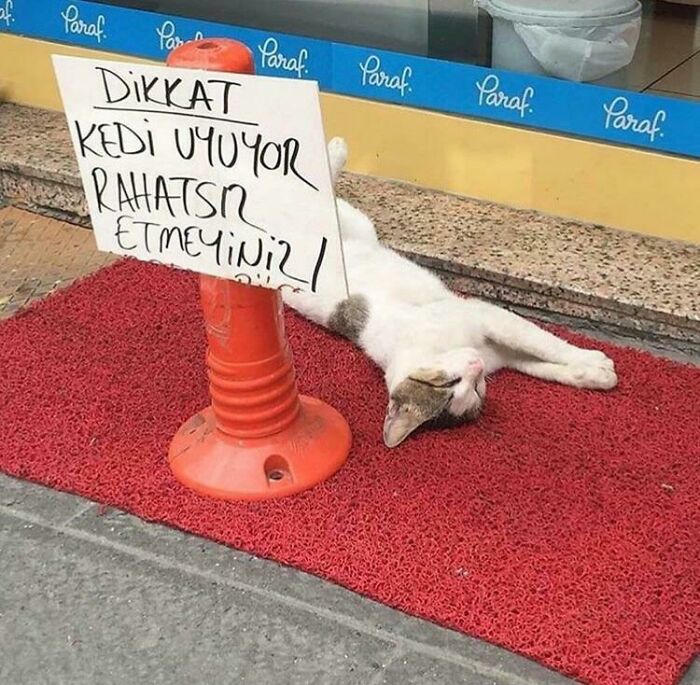 34 Times Cats Acted So Audacious That Their Owners Put Up A Sign To Warn Others About Their Ways 34 Times Cats Acted So Audacious That Their Owners Put Up A Sign To Warn Others About Their Ways