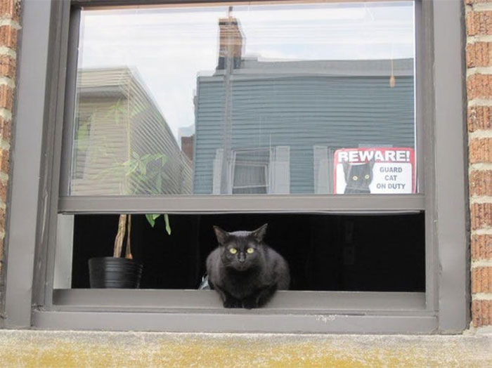 34 Times Cats Acted So Audacious That Their Owners Put Up A Sign To Warn Others About Their Ways 34 Times Cats Acted So Audacious That Their Owners Put Up A Sign To Warn Others About Their Ways