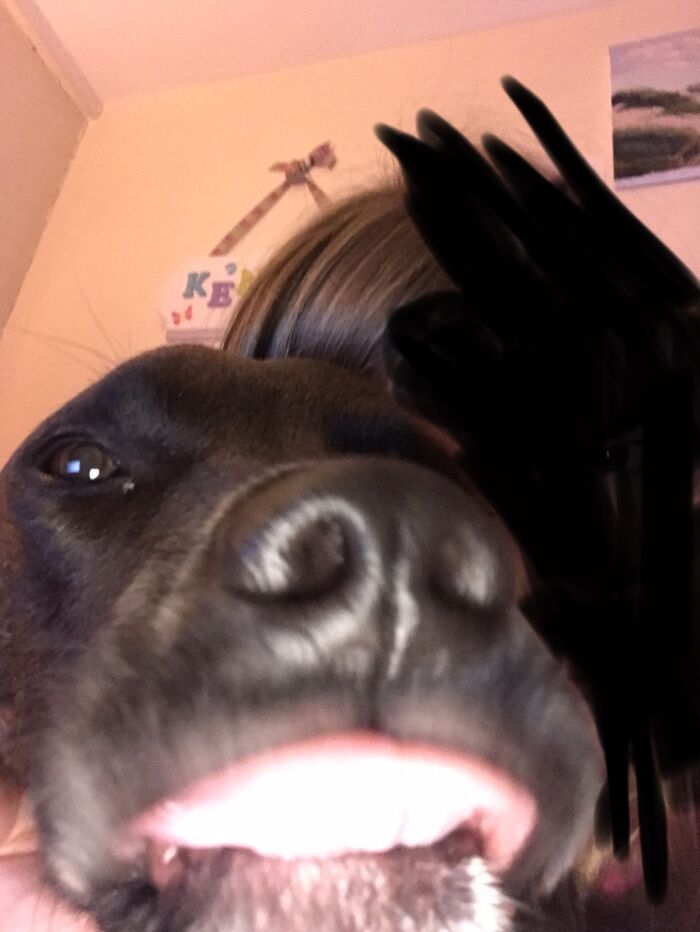 Pandas, Share A Dumb Pic Of Your Pet (Closed) Pandas, Share A Dumb Pic Of Your Pet (Closed)