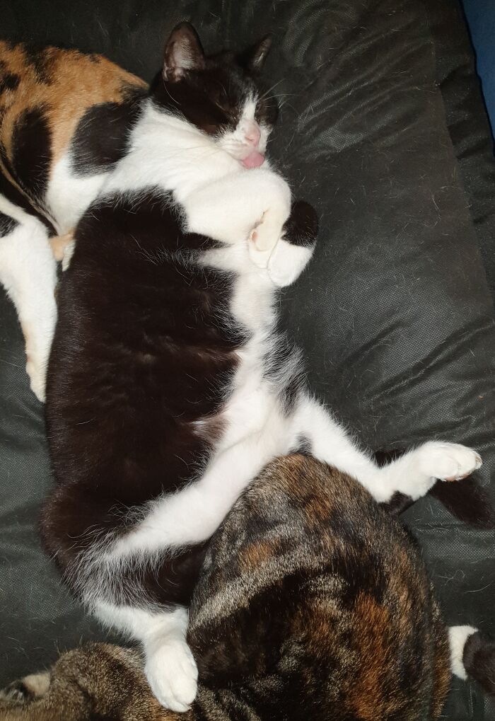 Pandas, Share A Dumb Pic Of Your Pet (Closed)