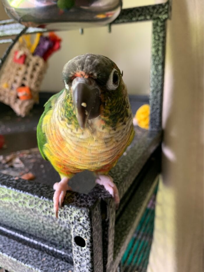 Pandas, Share A Dumb Pic Of Your Pet (Closed)