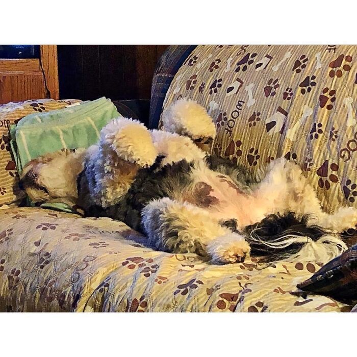 Pandas, Share A Dumb Pic Of Your Pet (Closed)