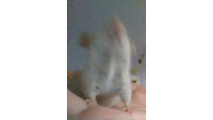 Pandas, Share A Dumb Pic Of Your Pet (Closed) Pandas, Share A Dumb Pic Of Your Pet (Closed)