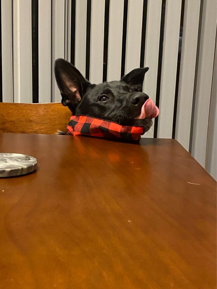 Pandas, Share A Dumb Pic Of Your Pet (Closed)