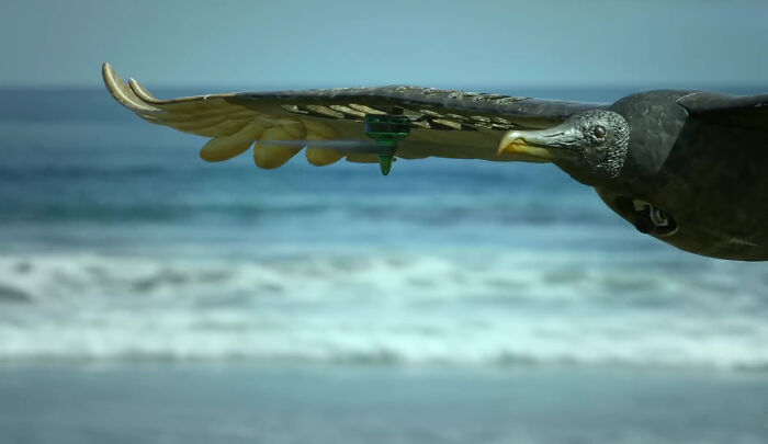 428K People Are Fascinated By This Robot Turtle Video Capturing 20,000 Turtles Laying Eggs In Costa Rica 428K People Are Fascinated By This Robot Turtle Video Capturing 20,000 Turtles Laying Eggs In Costa Rica