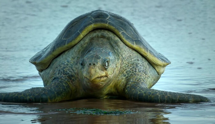 428K People Are Fascinated By This Robot Turtle Video Capturing 20,000 Turtles Laying Eggs In Costa Rica 428K People Are Fascinated By This Robot Turtle Video Capturing 20,000 Turtles Laying Eggs In Costa Rica