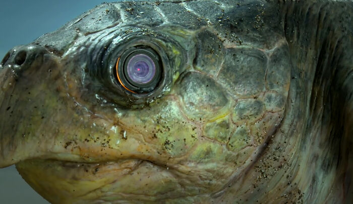 428K People Are Fascinated By This Robot Turtle Video Capturing 20,000 Turtles Laying Eggs In Costa Rica 428K People Are Fascinated By This Robot Turtle Video Capturing 20,000 Turtles Laying Eggs In Costa Rica