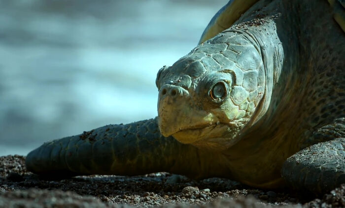 428K People Are Fascinated By This Robot Turtle Video Capturing 20,000 Turtles Laying Eggs In Costa Rica 428K People Are Fascinated By This Robot Turtle Video Capturing 20,000 Turtles Laying Eggs In Costa Rica