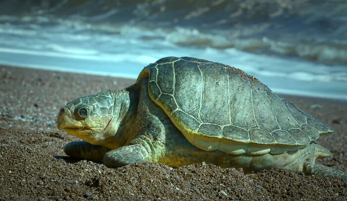428K People Are Fascinated By This Robot Turtle Video Capturing 20,000 Turtles Laying Eggs In Costa Rica 428K People Are Fascinated By This Robot Turtle Video Capturing 20,000 Turtles Laying Eggs In Costa Rica