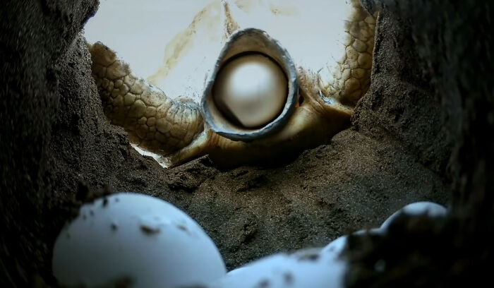 428K People Are Fascinated By This Robot Turtle Video Capturing 20,000 Turtles Laying Eggs In Costa Rica 428K People Are Fascinated By This Robot Turtle Video Capturing 20,000 Turtles Laying Eggs In Costa Rica
