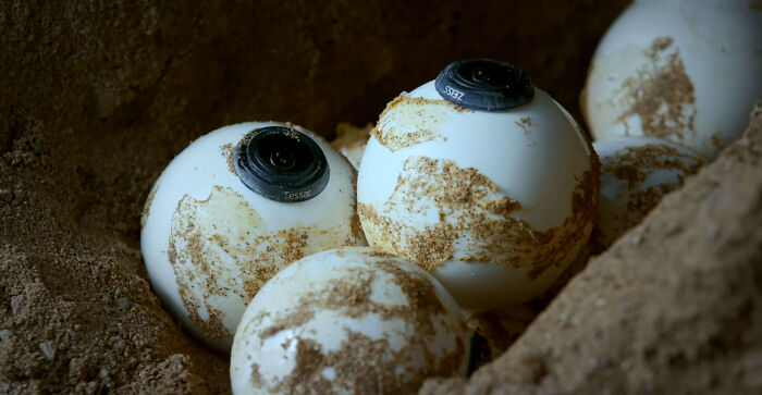 428K People Are Fascinated By This Robot Turtle Video Capturing 20,000 Turtles Laying Eggs In Costa Rica 428K People Are Fascinated By This Robot Turtle Video Capturing 20,000 Turtles Laying Eggs In Costa Rica