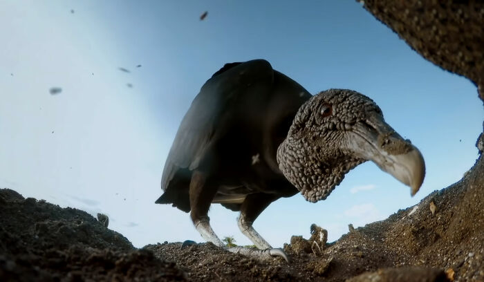 428K People Are Fascinated By This Robot Turtle Video Capturing 20,000 Turtles Laying Eggs In Costa Rica 428K People Are Fascinated By This Robot Turtle Video Capturing 20,000 Turtles Laying Eggs In Costa Rica