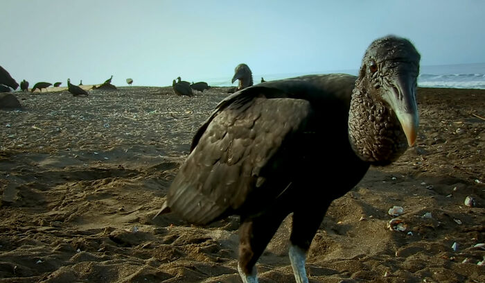 428K People Are Fascinated By This Robot Turtle Video Capturing 20,000 Turtles Laying Eggs In Costa Rica 428K People Are Fascinated By This Robot Turtle Video Capturing 20,000 Turtles Laying Eggs In Costa Rica
