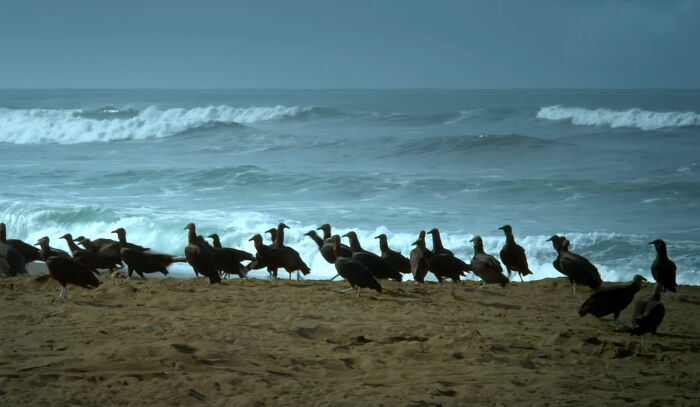 428K People Are Fascinated By This Robot Turtle Video Capturing 20,000 Turtles Laying Eggs In Costa Rica 428K People Are Fascinated By This Robot Turtle Video Capturing 20,000 Turtles Laying Eggs In Costa Rica