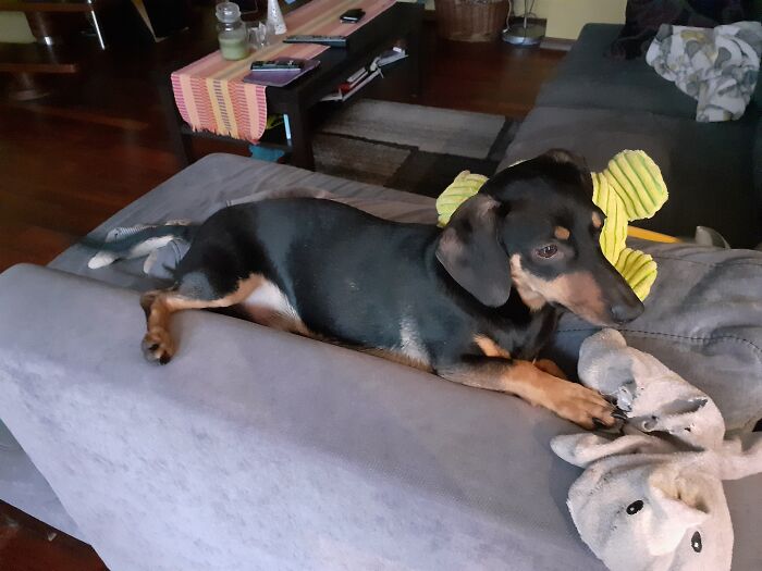 Hey Pandas, Post A Picture Of Your Dog In The Funniest Pose (Closed)