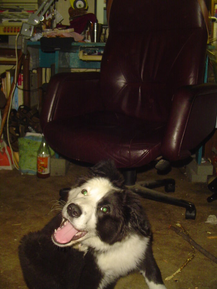 Hey Pandas, Post A Picture Of Your Dog In The Funniest Pose (Closed)