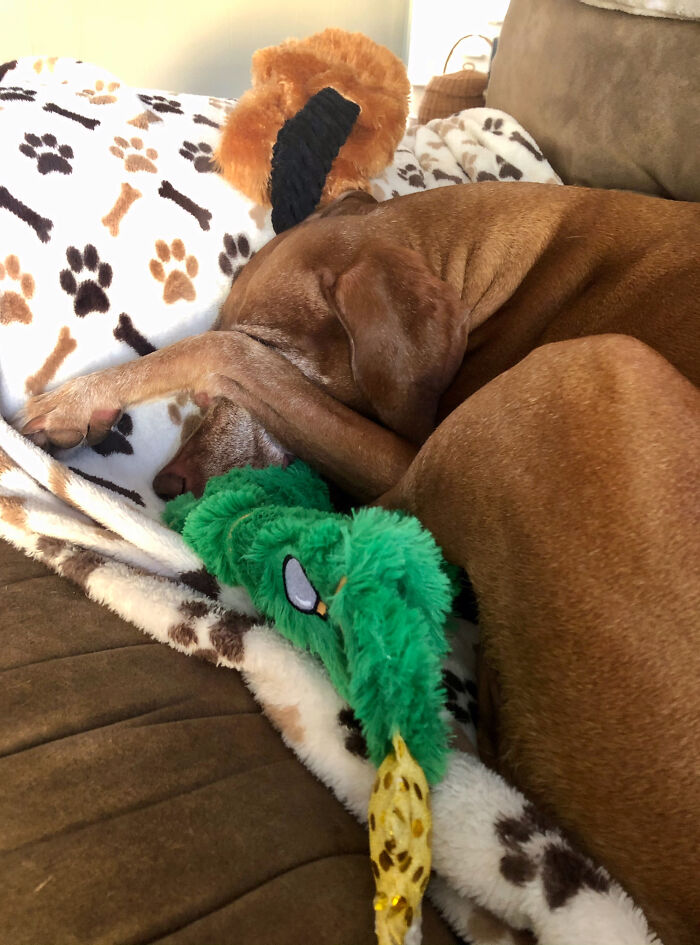 Hey Pandas, Post A Picture Of Your Dog In The Funniest Pose (Closed)