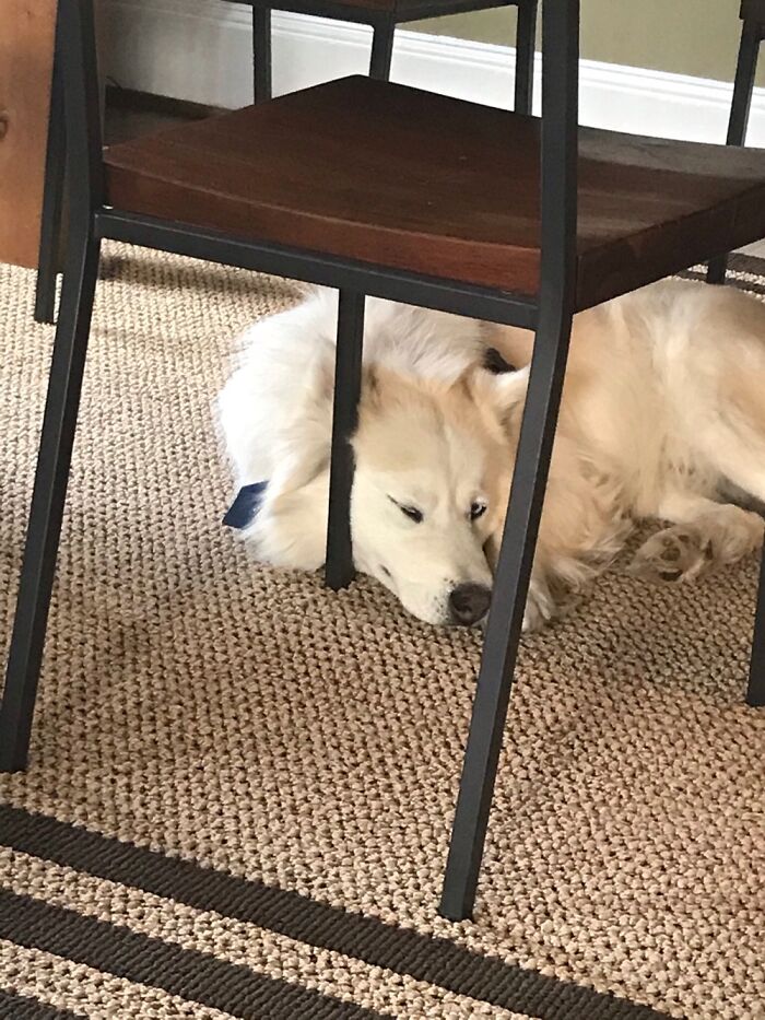 Hey Pandas, Post A Picture Of Your Dog In The Funniest Pose (Closed)