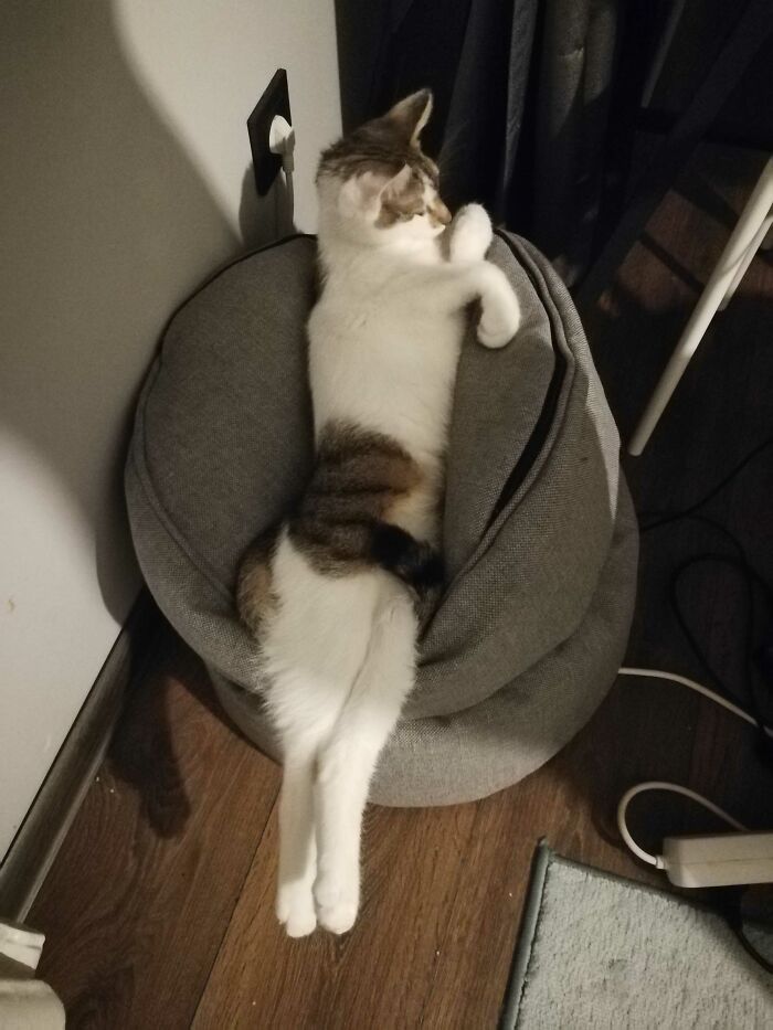 Hey Pandas, Post A Pic Of Your Pet Acting More Sophisticated Than You (Closed) Hey Pandas, Post A Pic Of Your Pet Acting More Sophisticated Than You (Closed)