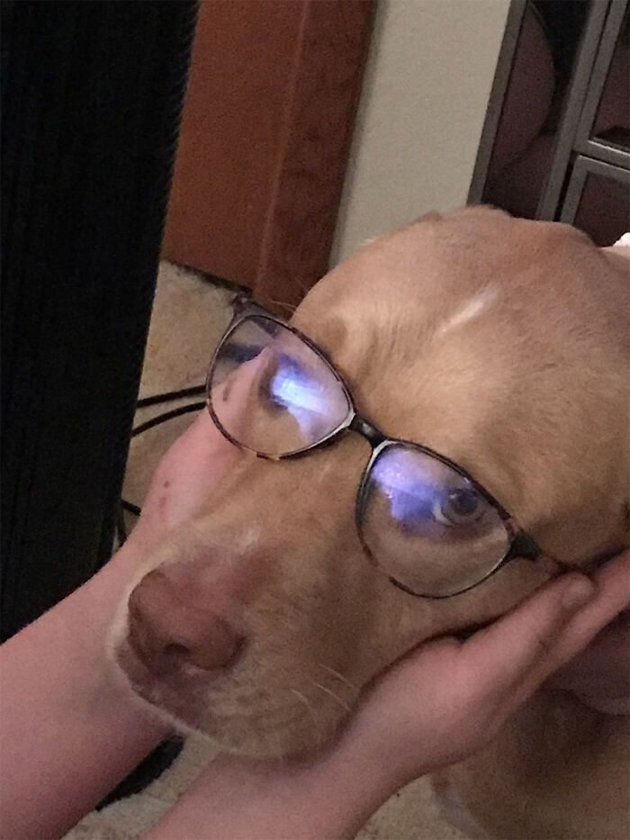 Hey Pandas, Post A Pic Of Your Pet Acting More Sophisticated Than You (Closed) Hey Pandas, Post A Pic Of Your Pet Acting More Sophisticated Than You (Closed)