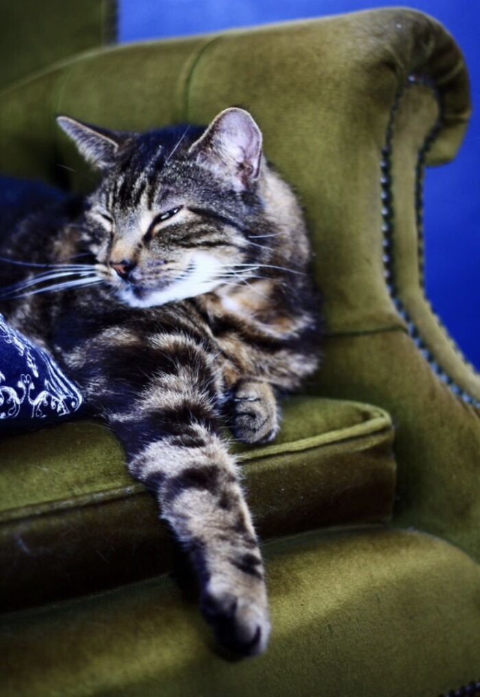 Hey Pandas, Post A Pic Of Your Pet Acting More Sophisticated Than You (Closed) Hey Pandas, Post A Pic Of Your Pet Acting More Sophisticated Than You (Closed)