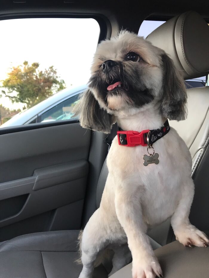 Hey Pandas, Post A Pic Of Your Pet Acting More Sophisticated Than You (Closed) Hey Pandas, Post A Pic Of Your Pet Acting More Sophisticated Than You (Closed)