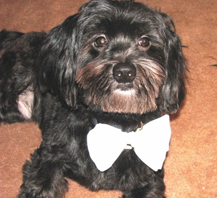 Hey Pandas, Post A Pic Of Your Pet Acting More Sophisticated Than You (Closed) Hey Pandas, Post A Pic Of Your Pet Acting More Sophisticated Than You (Closed)