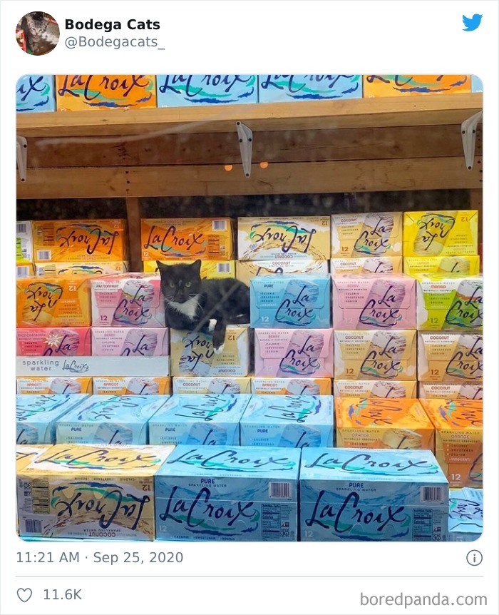 This Twitter Account Collects Photos Of Cats In Small Shops Looking Like They Own The Place (50 New Pics) This Twitter Account Collects Photos Of Cats In Small Shops Looking Like They Own The Place (50 New Pics)