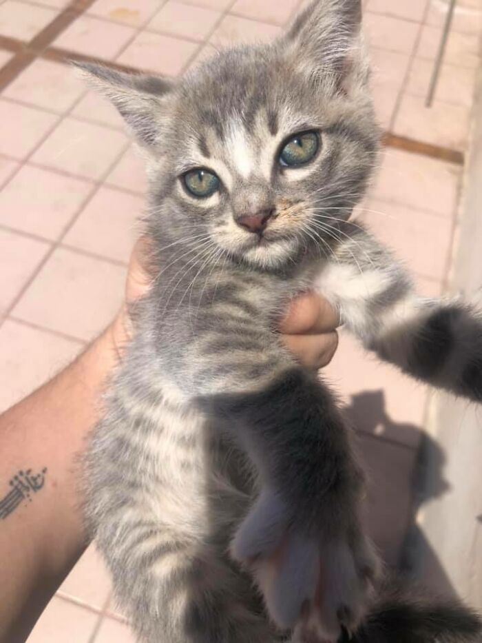 Pit Bull Kindly Asks Owners To Allow A Pregnant Cat Inside So It Can Give Birth Pit Bull Kindly Asks Owners To Allow A Pregnant Cat Inside So It Can Give Birth