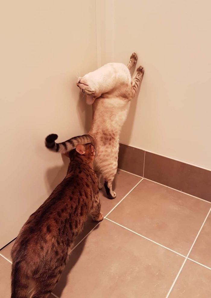 “What’s Wrong With Your Cat?” Online Group Has Owners Posting Pics Of Their Malfunctioning Cats And Here Are 50 Of The Funniest Ones “What’s Wrong With Your Cat?” Online Group Has Owners Posting Pics Of Their Malfunctioning Cats And Here Are 50 Of The Funniest Ones