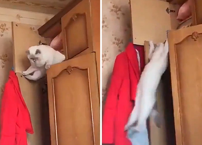 “What’s Wrong With Your Cat?” Online Group Has Owners Posting Pics Of Their Malfunctioning Cats And Here Are 50 Of The Funniest Ones “What’s Wrong With Your Cat?” Online Group Has Owners Posting Pics Of Their Malfunctioning Cats And Here Are 50 Of The Funniest Ones