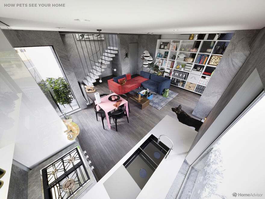 Here’s How These 7 Pets See The World Around Them Here’s How These 7 Pets See The World Around Them