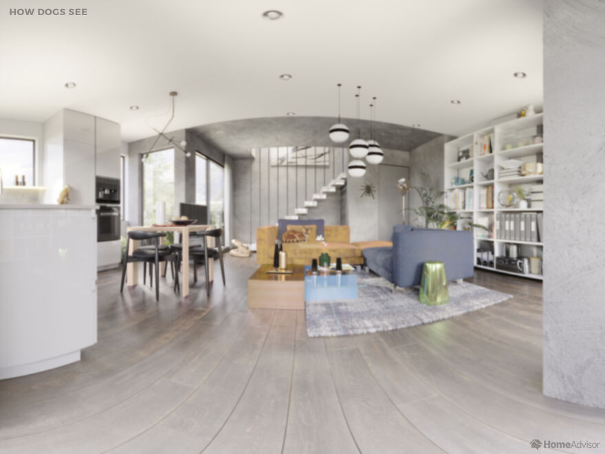 Here’s How These 7 Pets See The World Around Them Here’s How These 7 Pets See The World Around Them