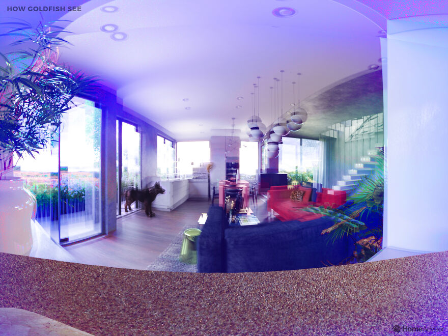 Here’s How These 7 Pets See The World Around Them Here’s How These 7 Pets See The World Around Them