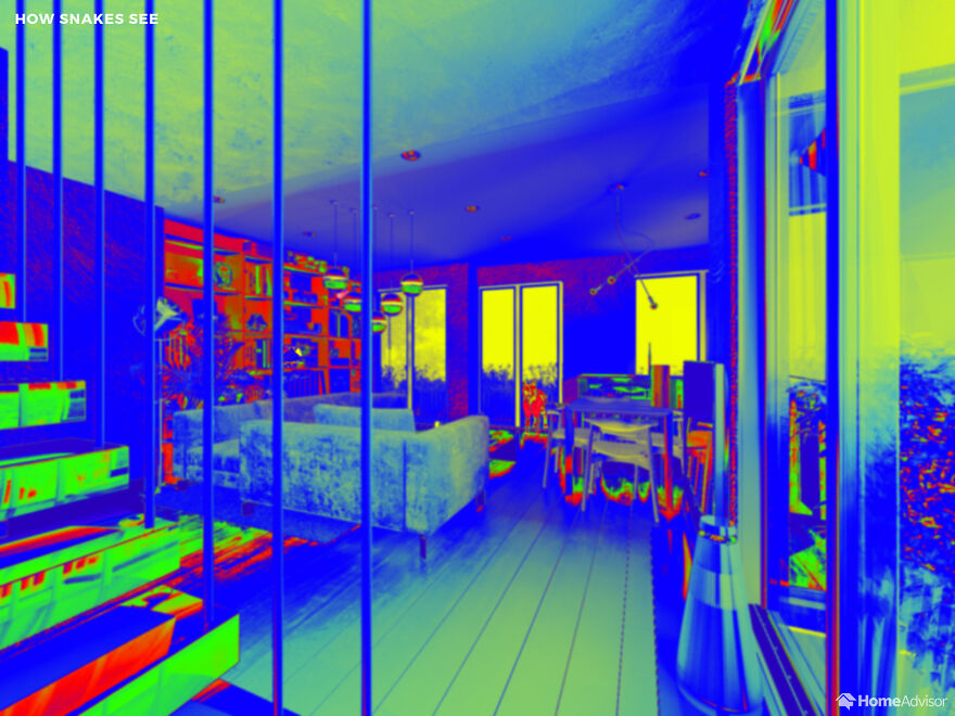 Here’s How These 7 Pets See The World Around Them Here’s How These 7 Pets See The World Around Them