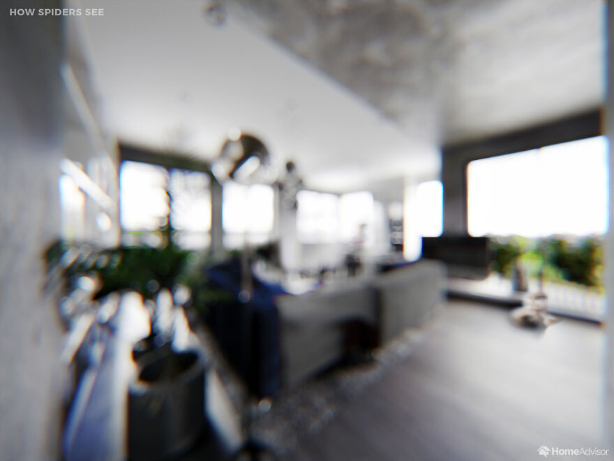 Here’s How These 7 Pets See The World Around Them Here’s How These 7 Pets See The World Around Them