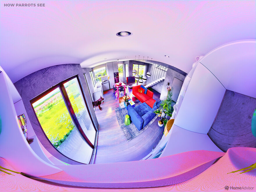 Here’s How These 7 Pets See The World Around Them Here’s How These 7 Pets See The World Around Them