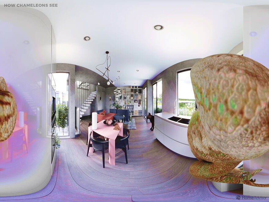 Here’s How These 7 Pets See The World Around Them Here’s How These 7 Pets See The World Around Them