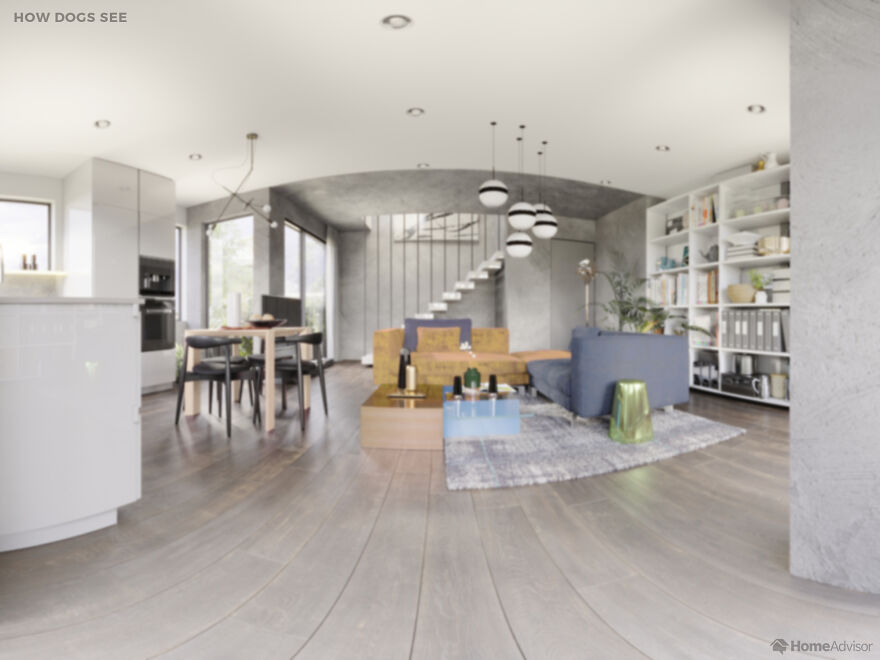 Here’s How These 7 Pets See The World Around Them Here’s How These 7 Pets See The World Around Them