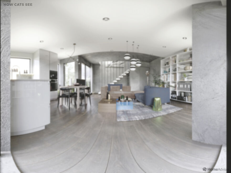 Here’s How These 7 Pets See The World Around Them Here’s How These 7 Pets See The World Around Them